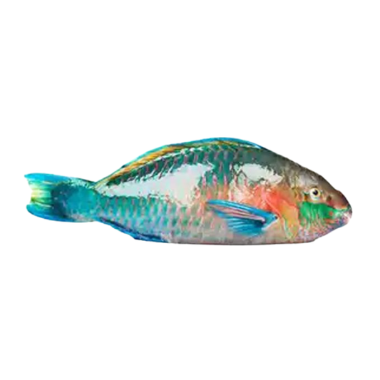 Parrot Fish (Ulavi) (5 pounds)