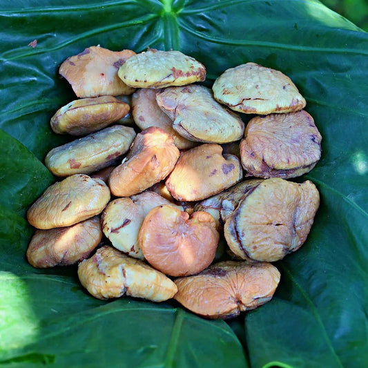 Tahitian Chestnut Ivi