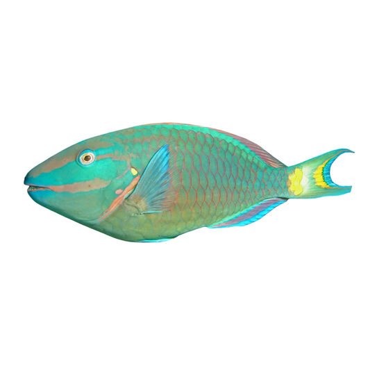 Parrot Fish (Ulavi) (5 pounds)