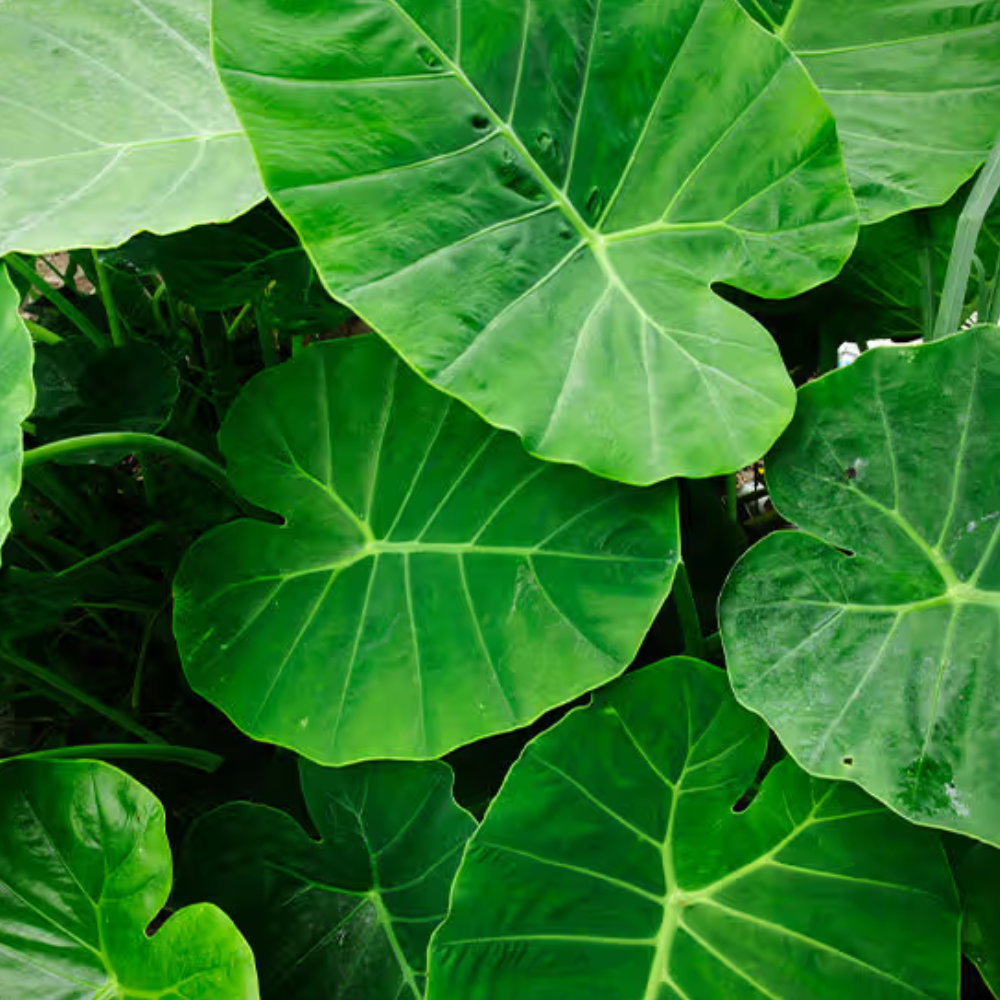 Taro Leaves (20 pounds)