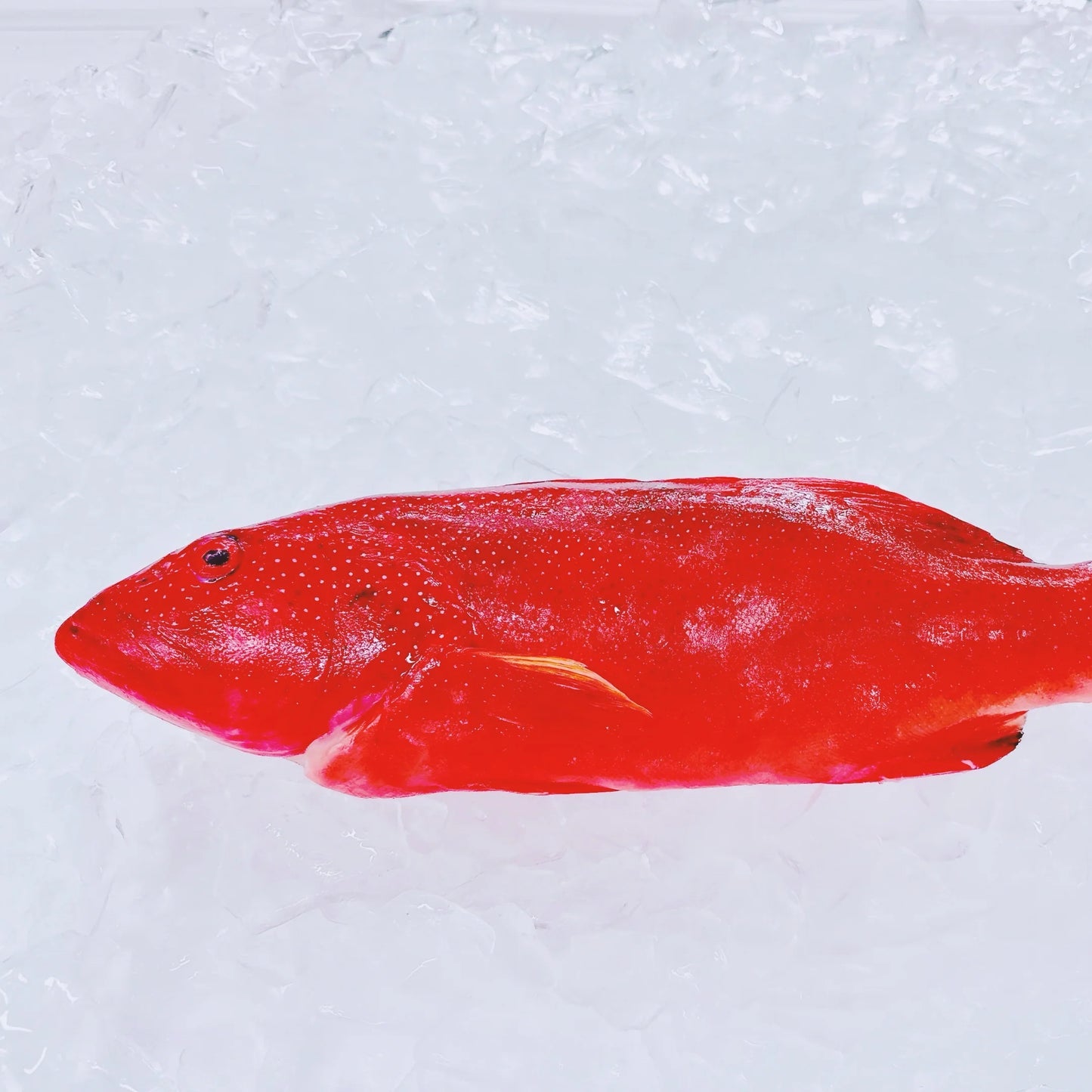 Coral Trout Fish