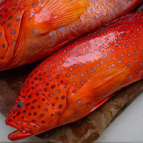 Coral Trout Fish