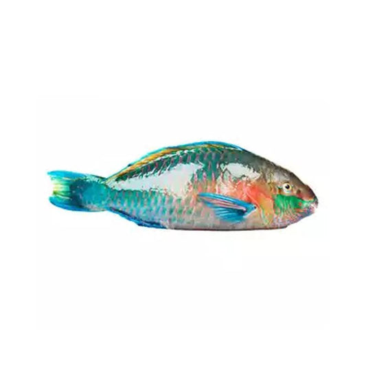 Parrot Fish (Ulavi)