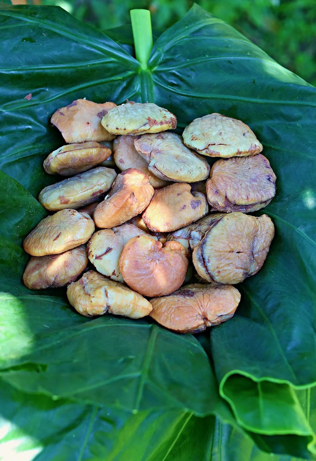 Tahitian Chestnut Ivi