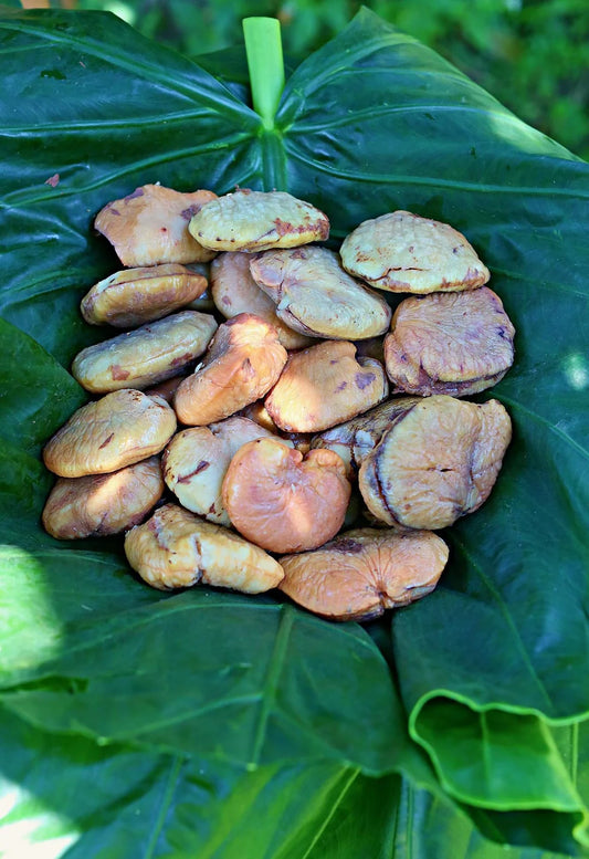 Tahitian Chestnut Ivi