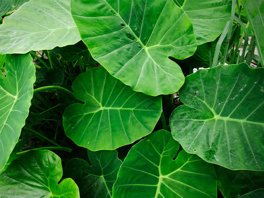 Taro Leaves