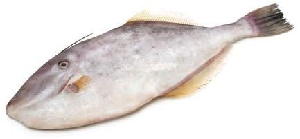 Unicorn Fish