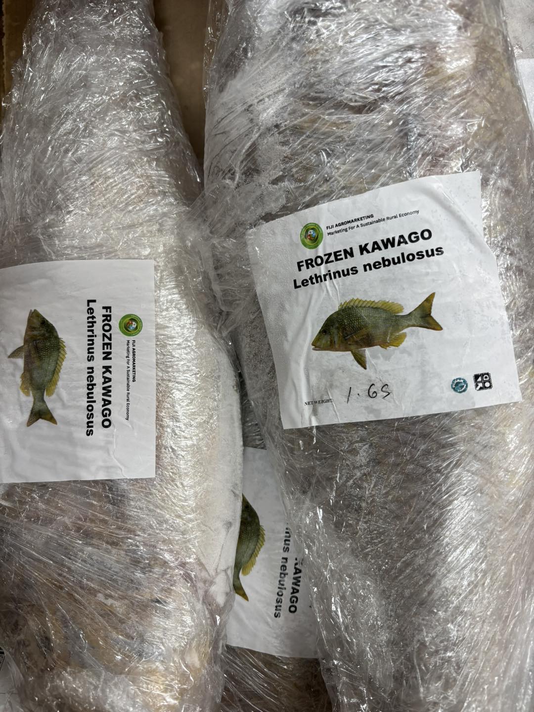 Whole Kawago Fish